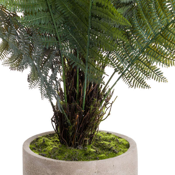 BOSTON FERN IN STONE POT