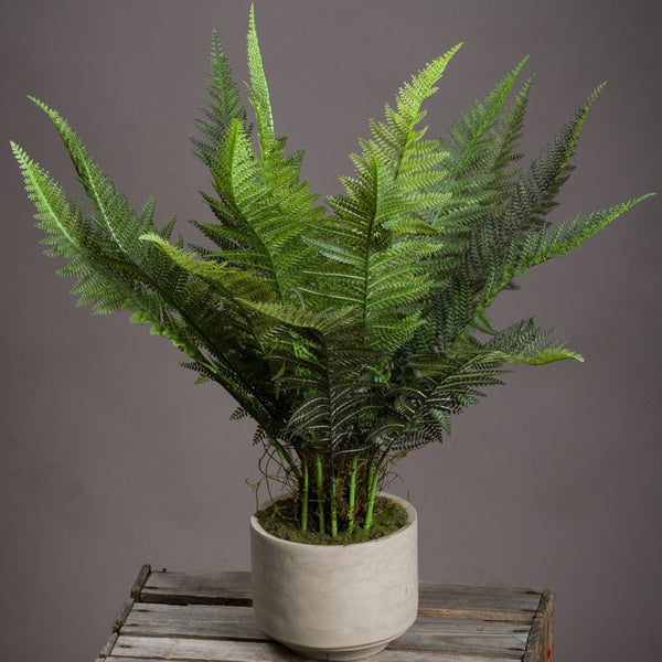 BOSTON FERN IN STONE POT