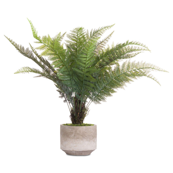 BOSTON FERN IN STONE POT